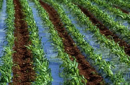 Farm Images